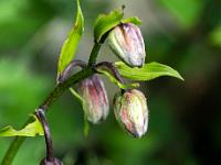 Knospen einer Türkenbund Lilie